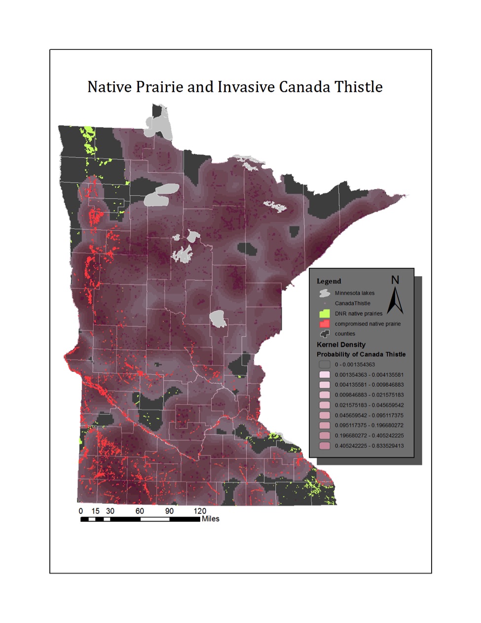 Canada Thistle